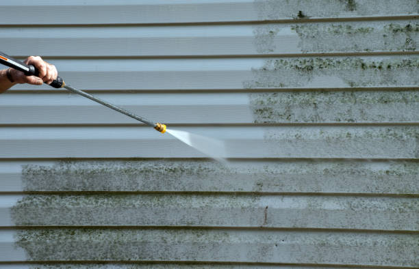 Mold Removal Process in Picayune, MS