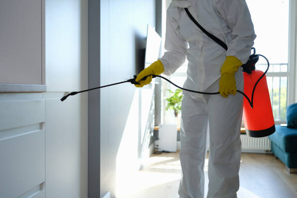 Best Fast Mold Removal  in Picayune, MS