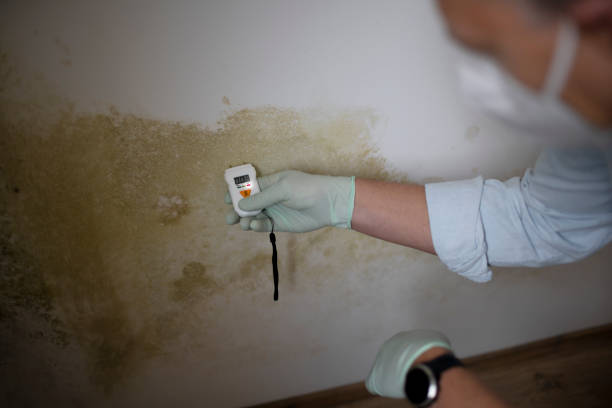 Best Mold Testing  in Picayune, MS