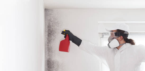 Best Mold Removal Specialists  in Picayune, MS
