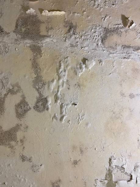 Trusted Picayune, MS Mold Removal Experts