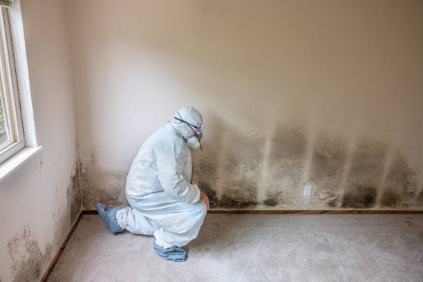 Best Commercial Mold Removal  in Picayune, MS