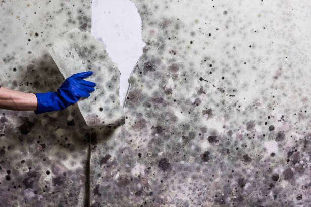 Best Professional Mold Removal  in Picayune, MS