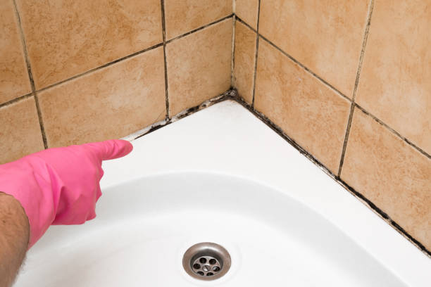 Best Toxic Mold Removal  in Picayune, MS